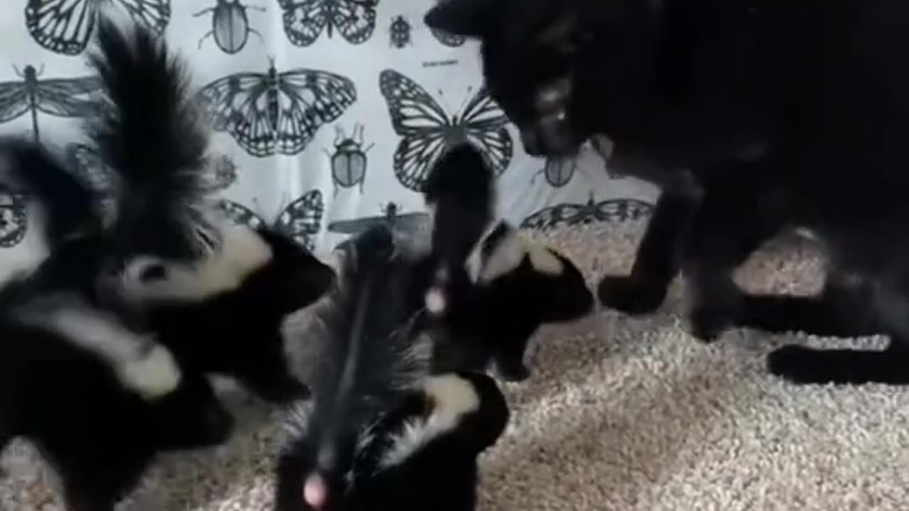 Vicious Little Skunk