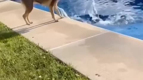 Funny animals video