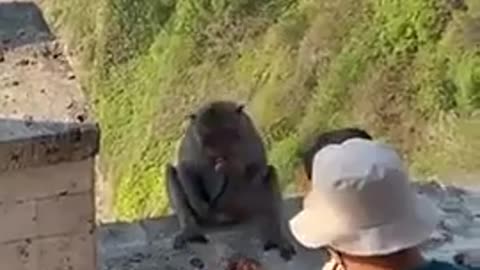 🤯✨ You Won't Believe What This Monkey Uses Phones For! | FeedMyCuriosity