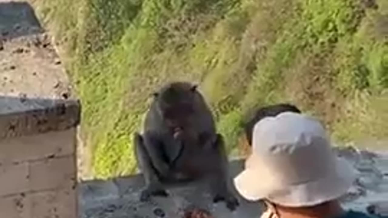 🤯✨ You Won't Believe What This Monkey Uses Phones For! | FeedMyCuriosity