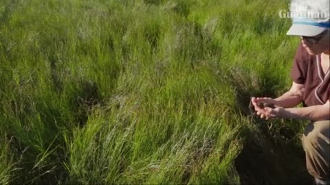 Between Moon Tides: hacking nature to save the saltmarsh sparrow