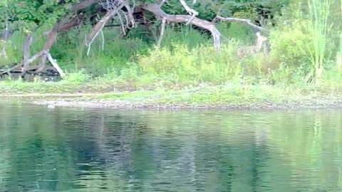 Deer Takes Kayakers By Surprise