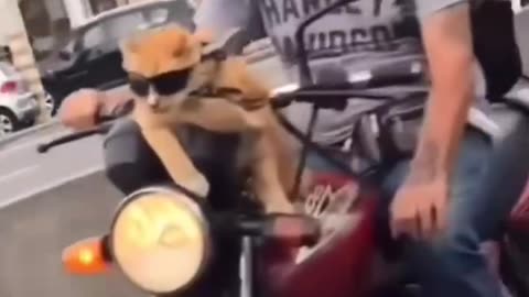 When your cat insists on being the co-pilot 😎🐱🚴‍♂️
