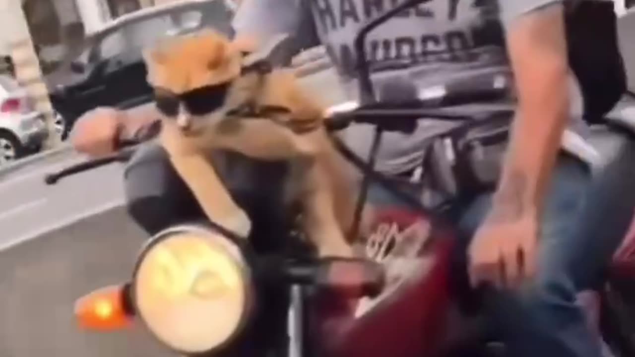 When your cat insists on being the co-pilot 😎🐱🚴‍♂️