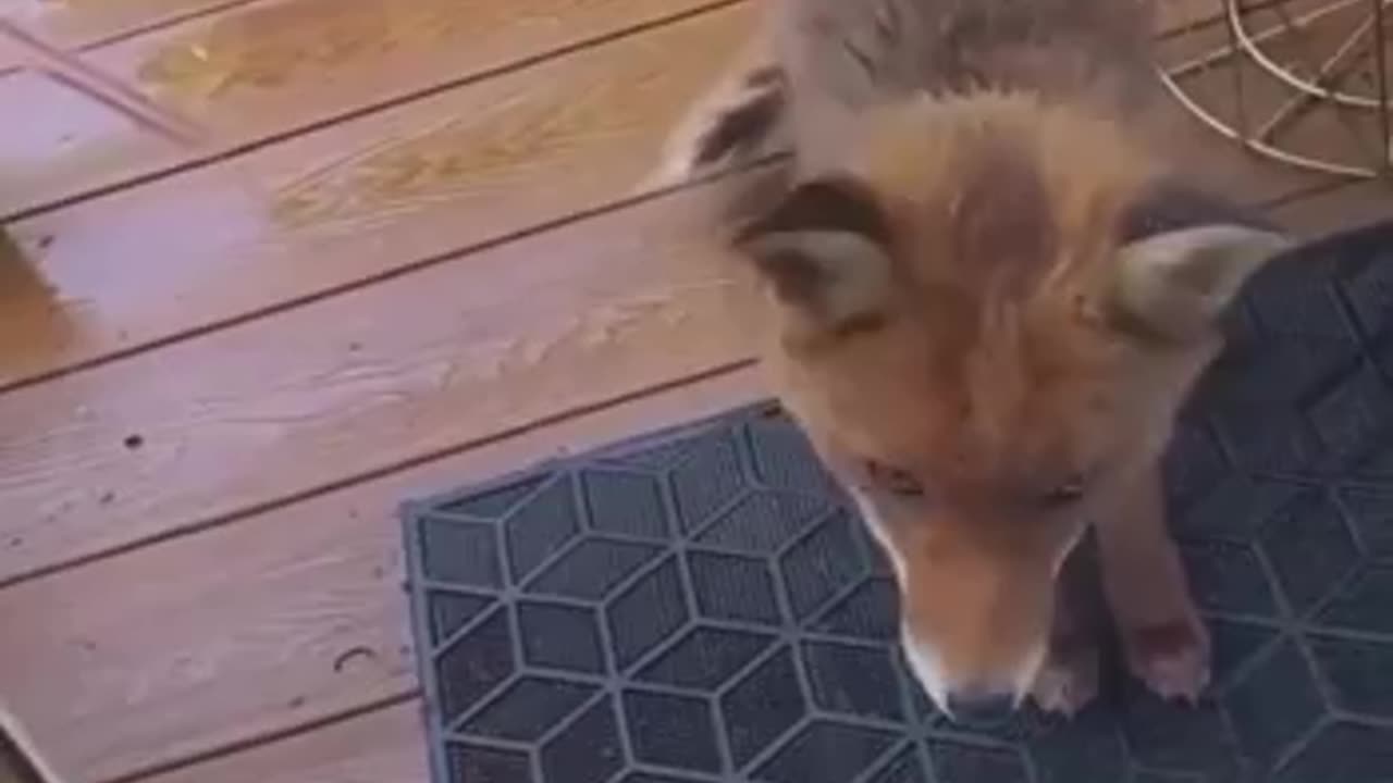She fed a hungry fox and he came back with friends & family