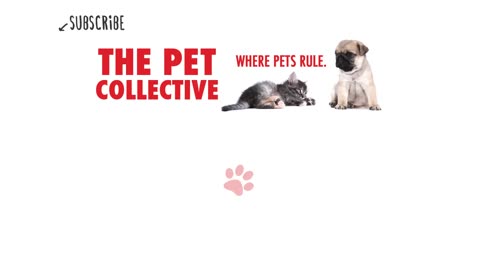 Try Not To Laugh ｜ Funny Pet Video Compilation 2020 ｜ The Pet Collective