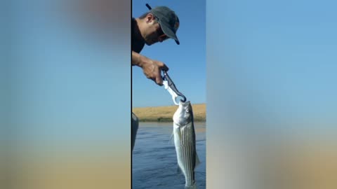 SUMMER TIME Striped Bass (Striper) FISHING