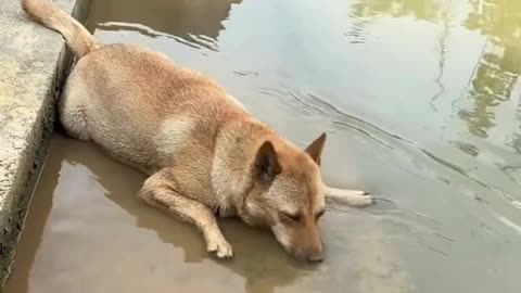 Dog Blowing Bubbles in Water