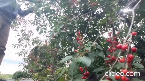 The Sour Cherry Thief in the Flemish Tasty Forest 2025-06-10