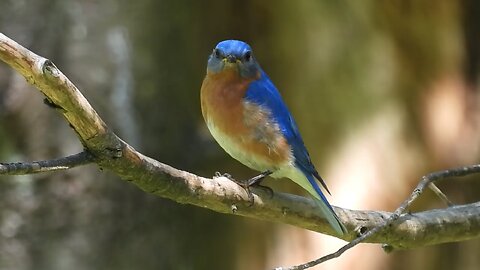 Male Eastern Bluebird is always watching the Nest #bluebirds