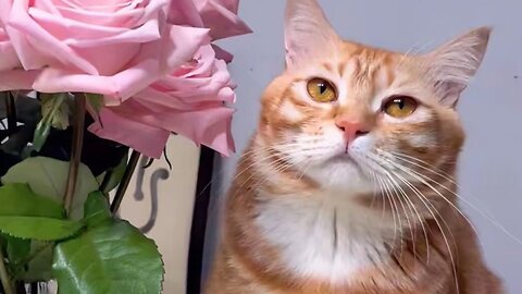Knocked Twice and Got Super Excited! 😂 Funny Cat Video 🐾- Follow for more