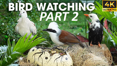 Squirrels & Birds Playing in Nature | Cat TV for Cat To Watch Bird - CatTV Central PART 2