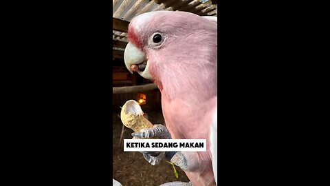 Rahasia Cara Makan Kacang ala Burung Kakaktua "keren banget"