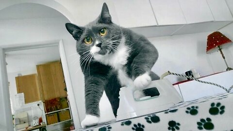 Cats Helping Around the House – Funny and Cute!