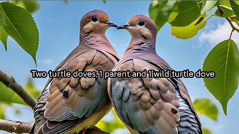 Two turtle doves, 1 parent and 1 wild turtle dove
