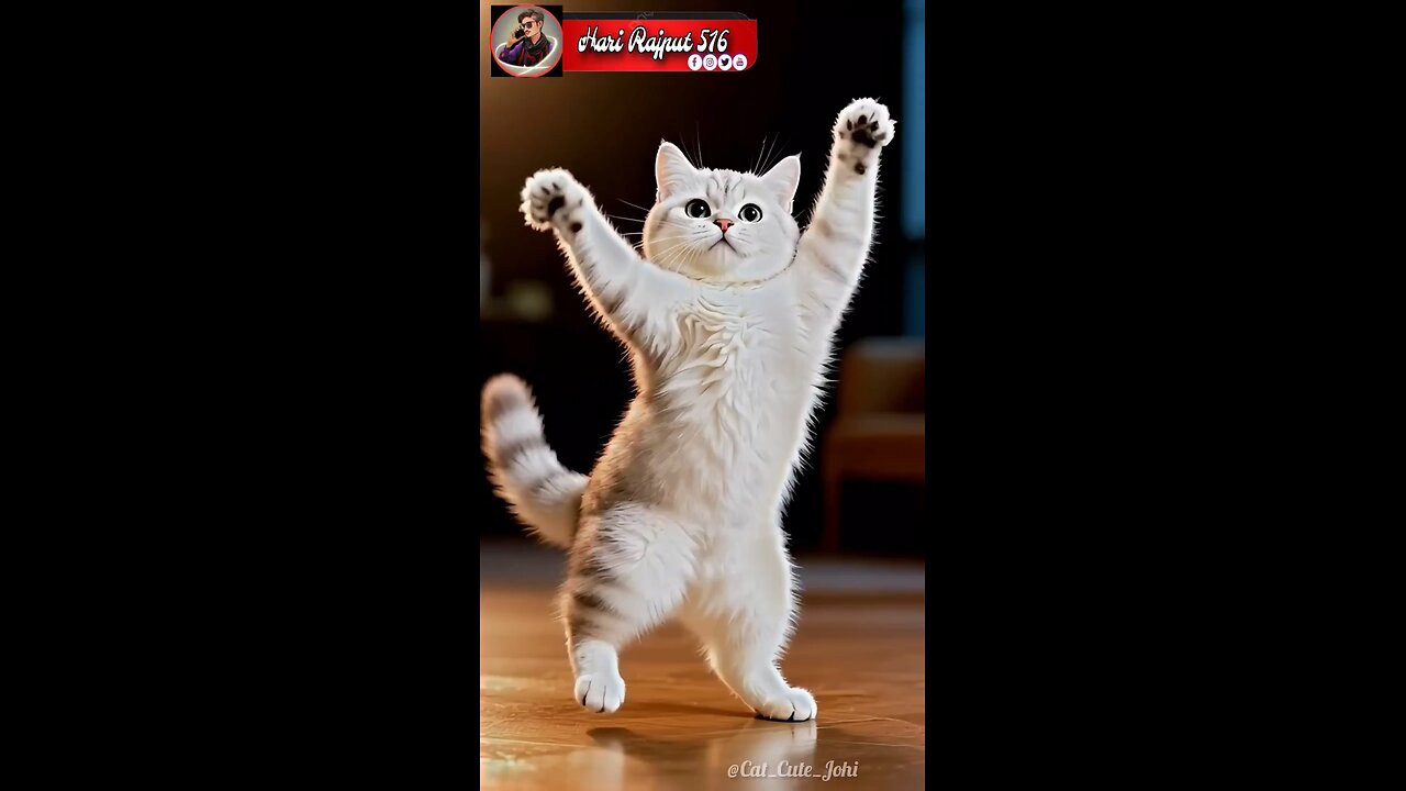 so cute cat dance video