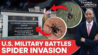 Japan on Alert After 3,500 Venomous Spiders Found at US Base | Firstpost America | N18G