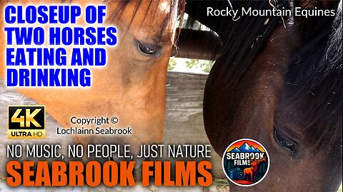 Closeup of Two Horses Eating and Drinking: Rocky Mountain Equines