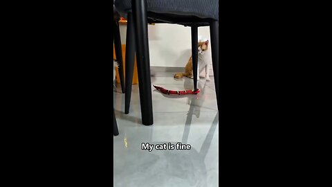 funny Cat's 🤣