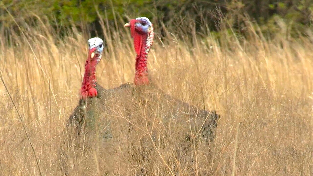 Turkey attacks the Decoy! Great turkey hunt!