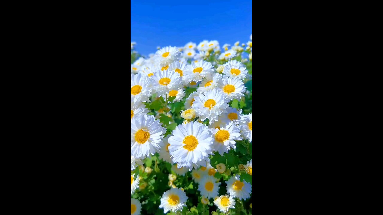 ফুলগুলো খুবই সুন্দর