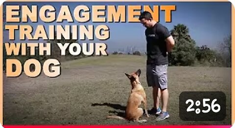 How to Train Your Dog to be Engaged With You!