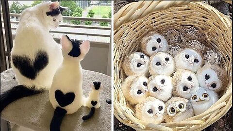 Cute Baby Animals Videos Compilation #8 | Funny and Cute Moments