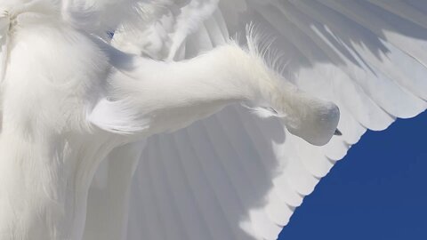 Snowy egret at Fort De Soto 12/11/25