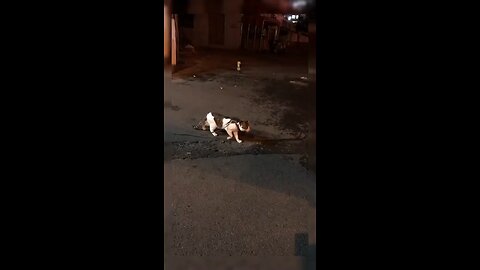 Love All Life Always #444 - Cats 🐈 And Dogs 🐕 Trying Each Other's Patience. Always Entertaining!