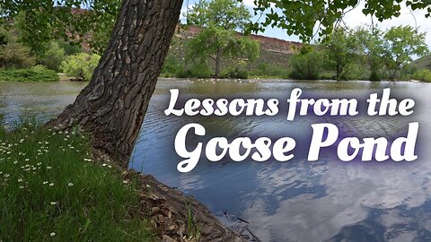 A Glimpse of Eden from a Goose Pond in Colorado