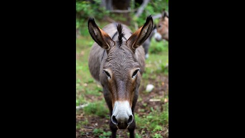 WATCH OUT FOR THE DONKEY - Sunday REVIVAL Tent Meeting - 11/09/2025