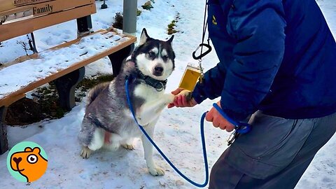 Scared Husky Who Got Stuck In Shelter Finally Opens Up | Cuddle Buddies