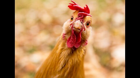 No bird flu - No virus || Dr. Tom Cowan