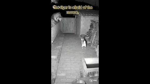 comedy