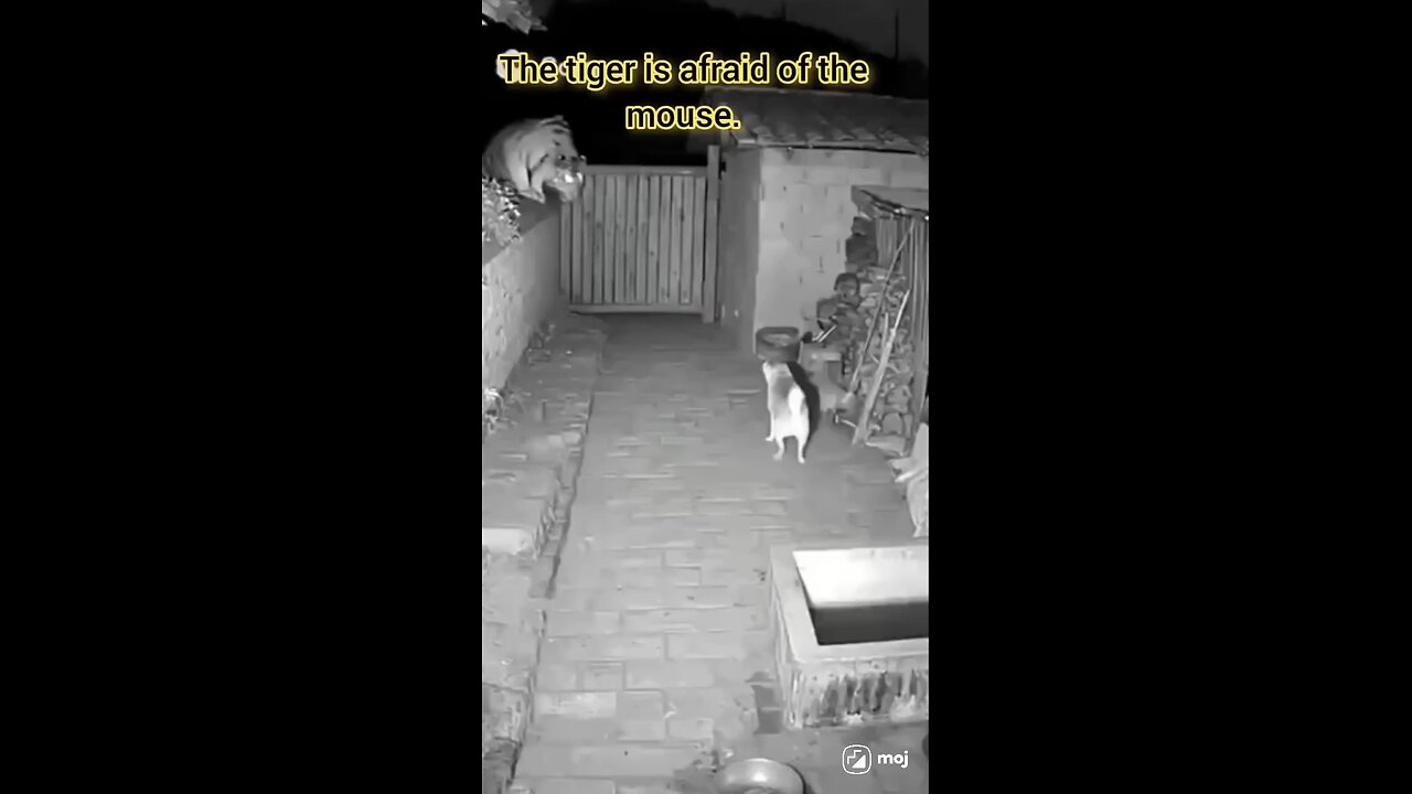 comedy