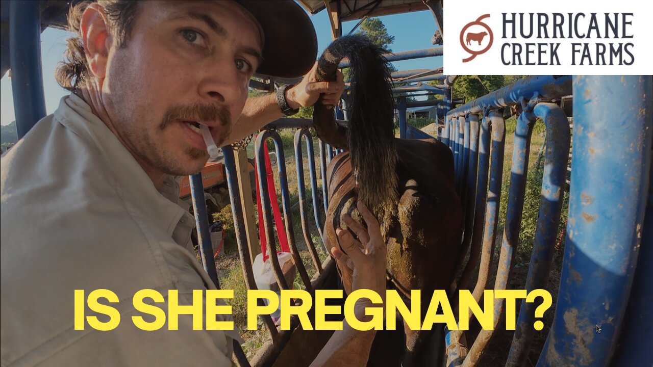 Is she pregnant?!?