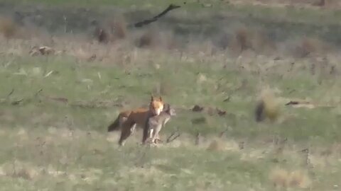 Dingo vs Kangaroo