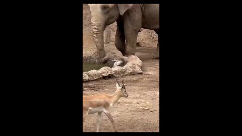 animal lovers