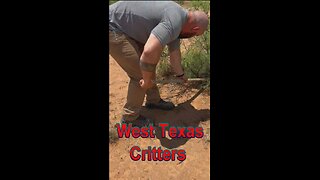 West Texas Critters
