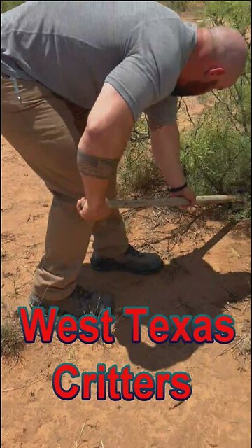 West Texas Critters