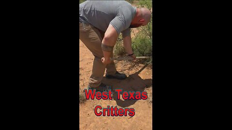 West Texas Critters