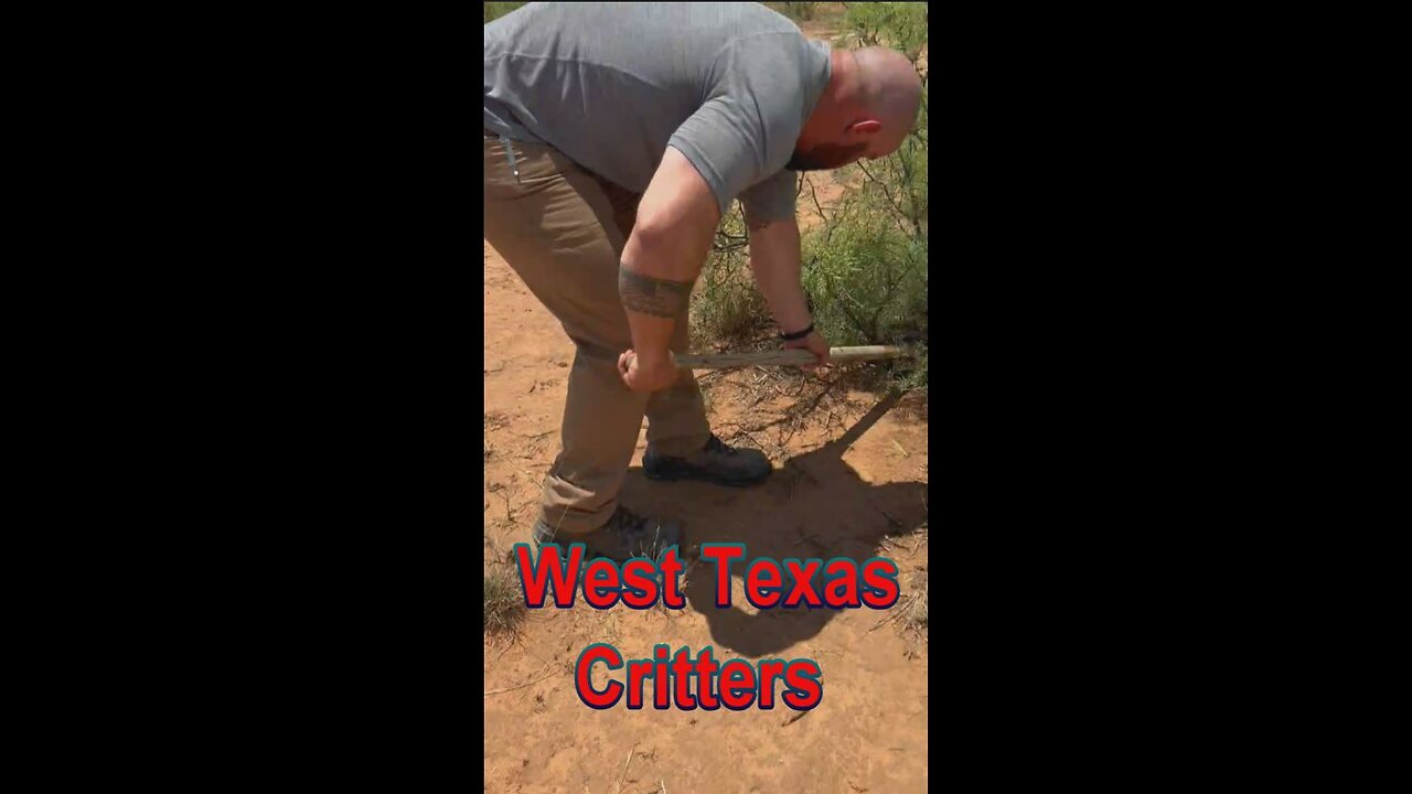 West Texas Critters