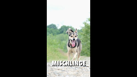 Mischlinge - Hunderassen