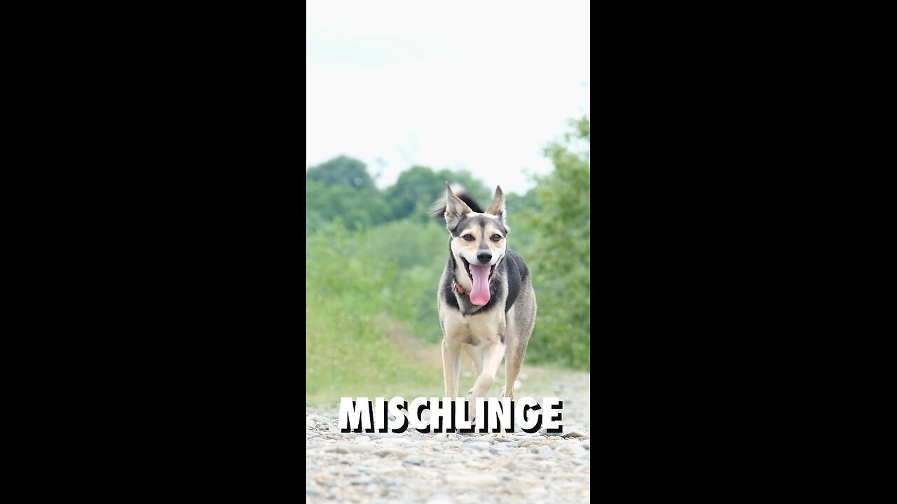 Mischlinge - Hunderassen