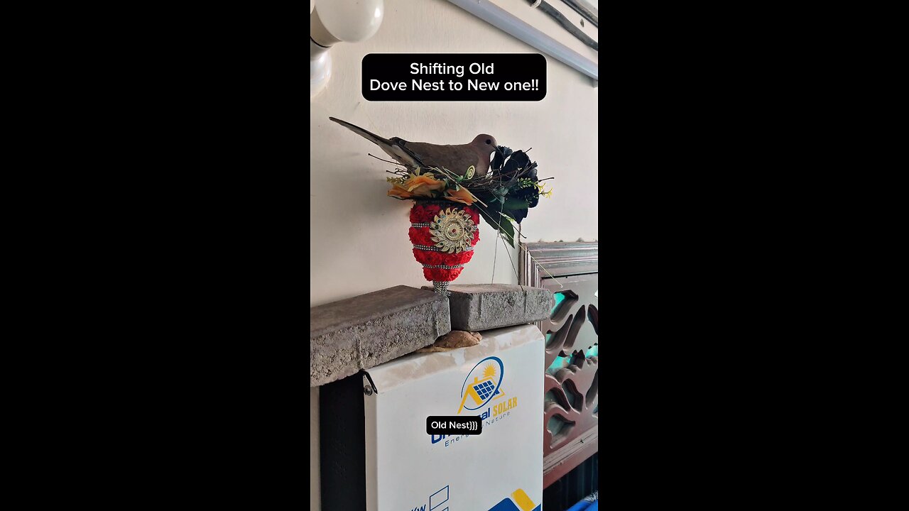 Shifting old nest to new home!!!