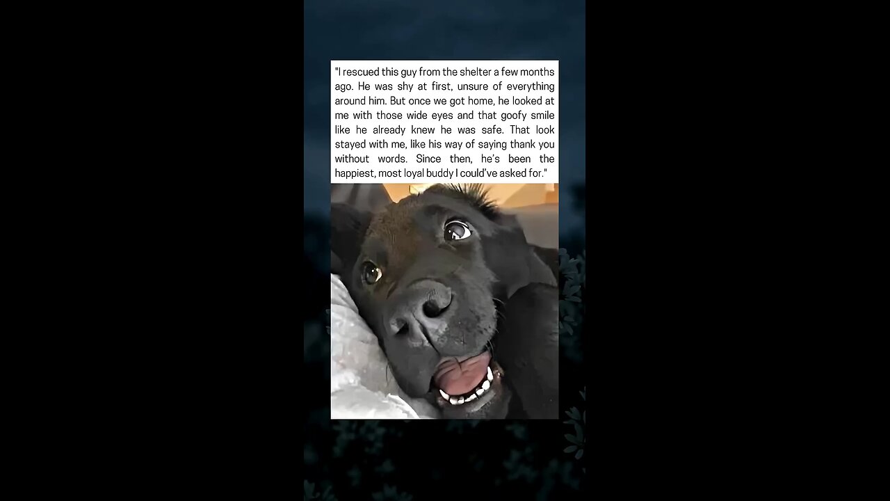 Rescued Pup’s Grateful Look