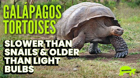 Slower Than Snails & Older Than Light Bulbs 🐢💡