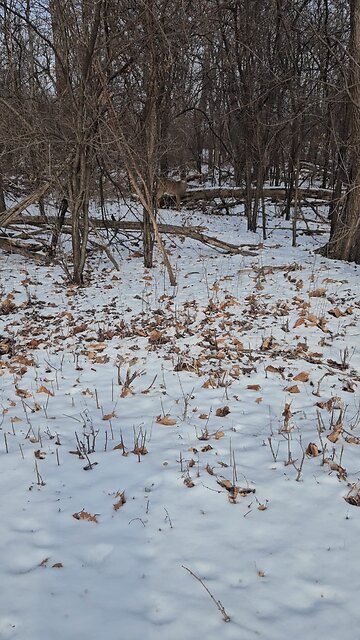 Big Buck in the Woods