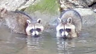 Raccoons Feeling Around in a Stream