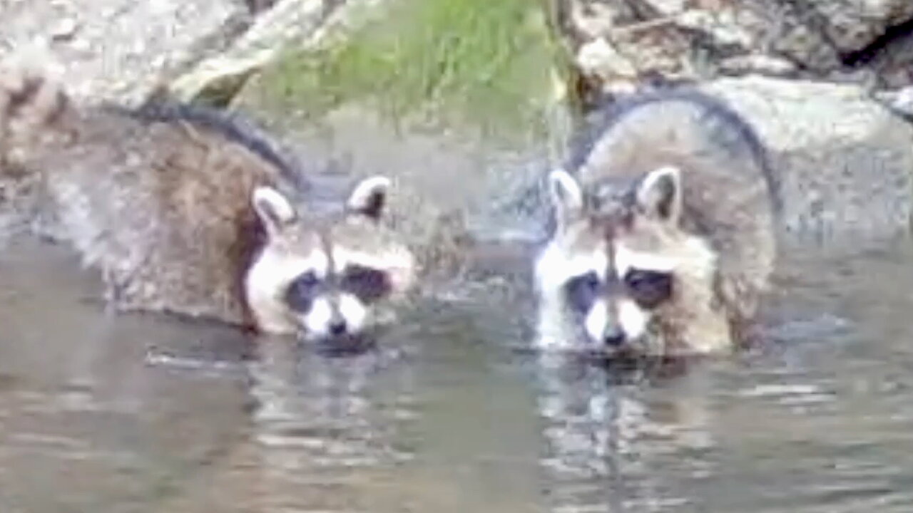 Raccoons Feeling Around in a Stream